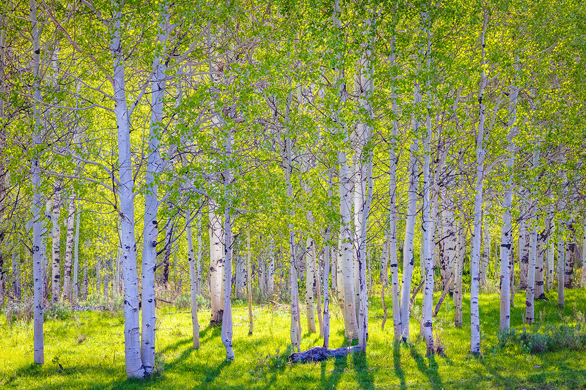 Early Morning Light in the Wasatch Backcountry Original Digital Print