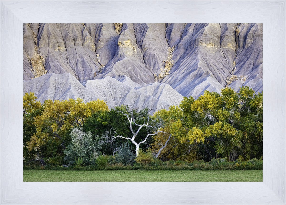 Ghost Tree