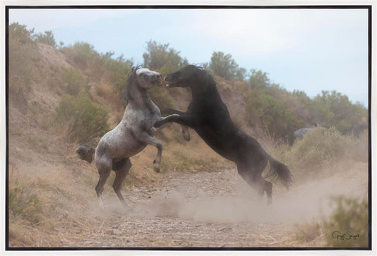 Fight In The Wash