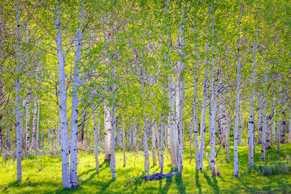 Early Morning Light in the Wasatch Backcountry Original Digital Print