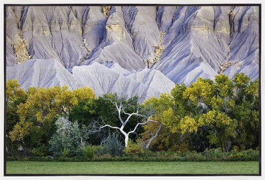 Ghost Tree