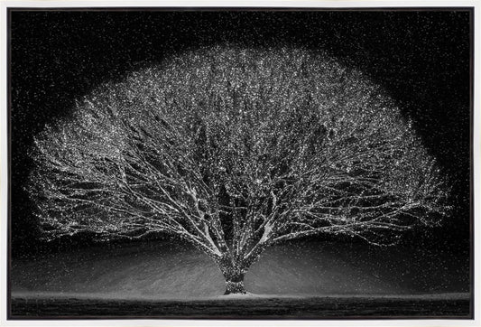 Winter Wonderland