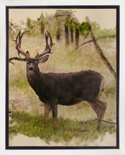 Mule Deer