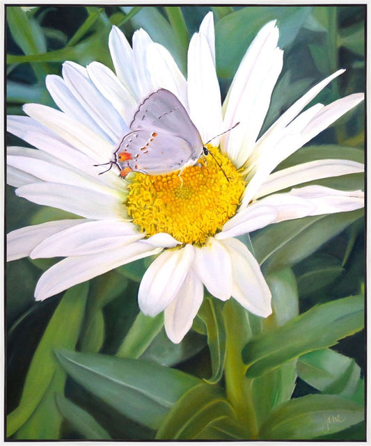 The Daisy and The Butterfly