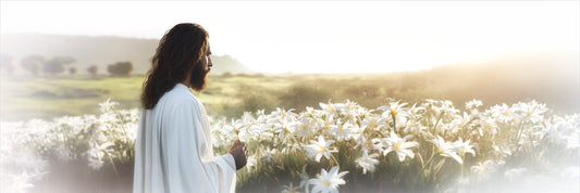 Consider The Lilies