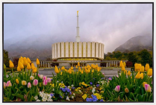 Provo Spring Tulips
